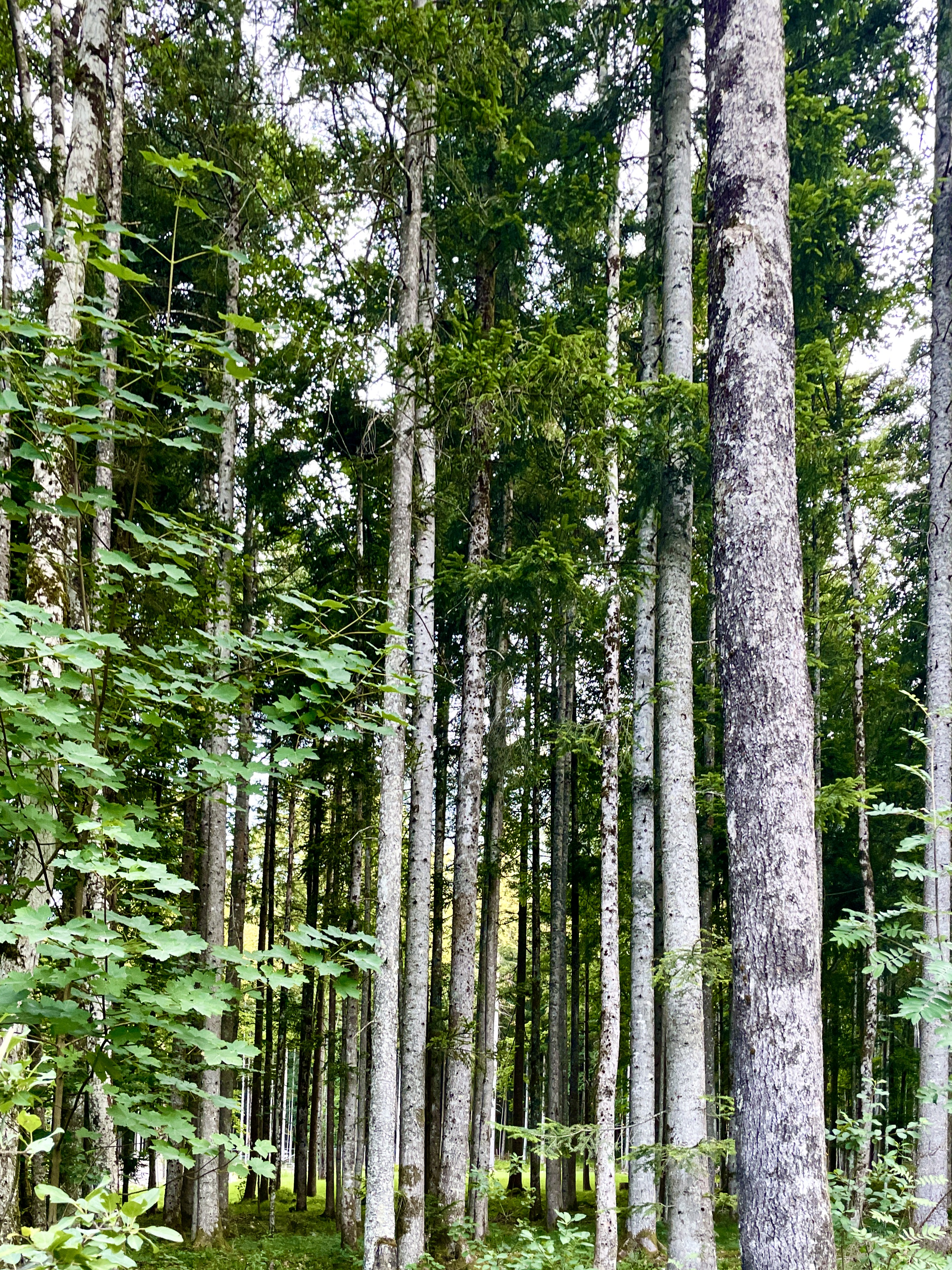 Forest on the Lake